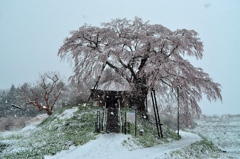 「吹雪桜」…2013、最後の写真。