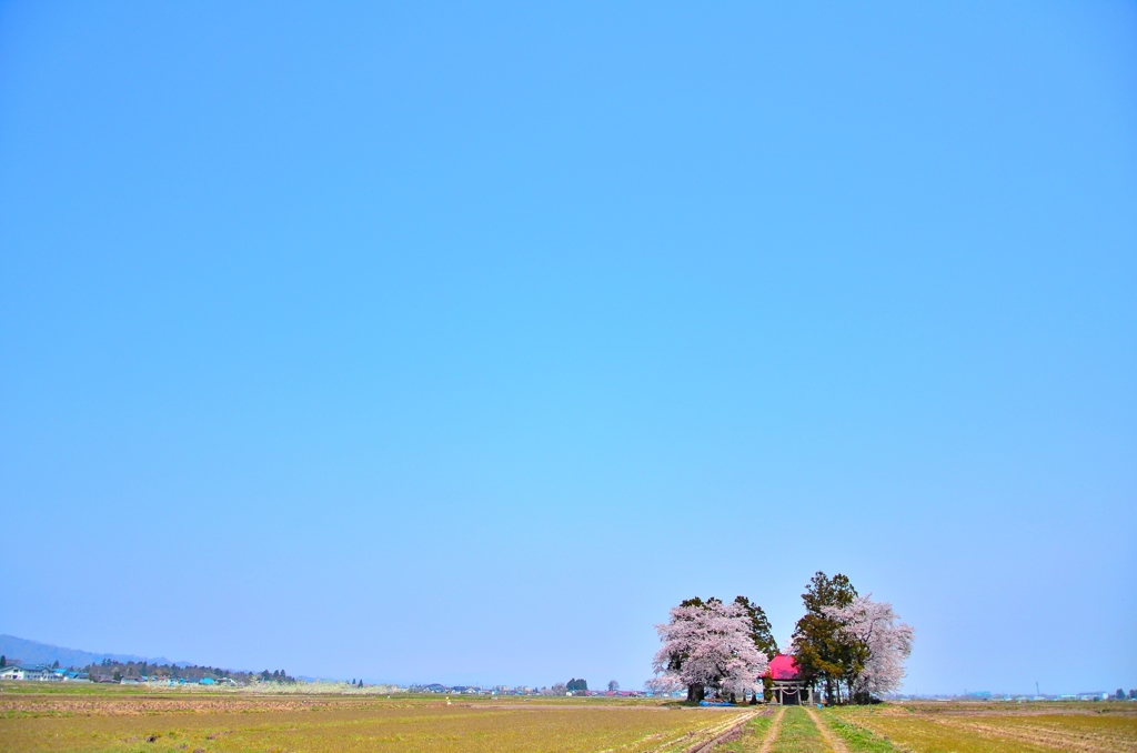 会津盆地の春。