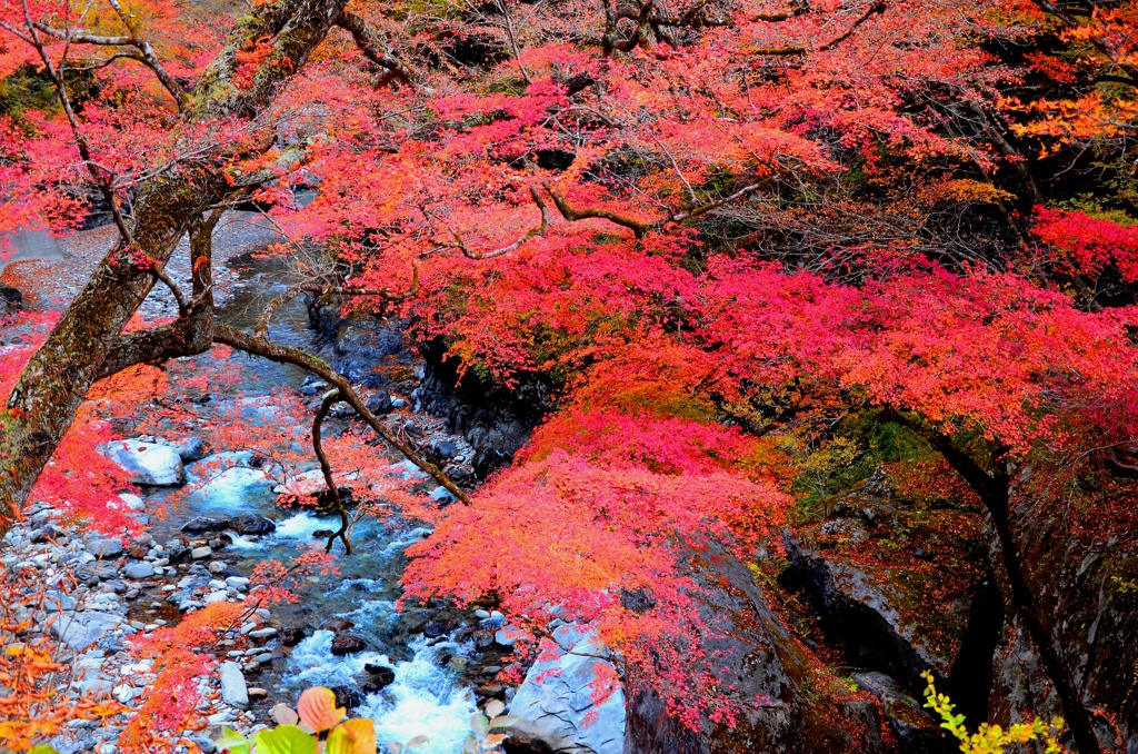 艶増す、紅の妖木。