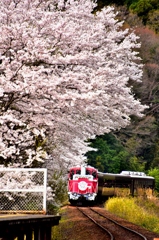 八頭龍　under the Sakura