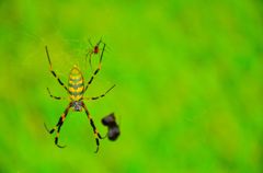 女郎蜘蛛 in 群馬