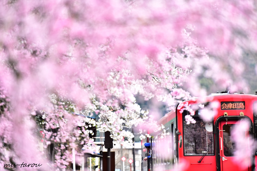 桜、溢るる駅