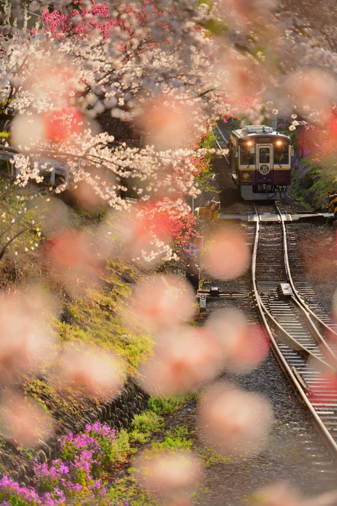 まんまる花桃