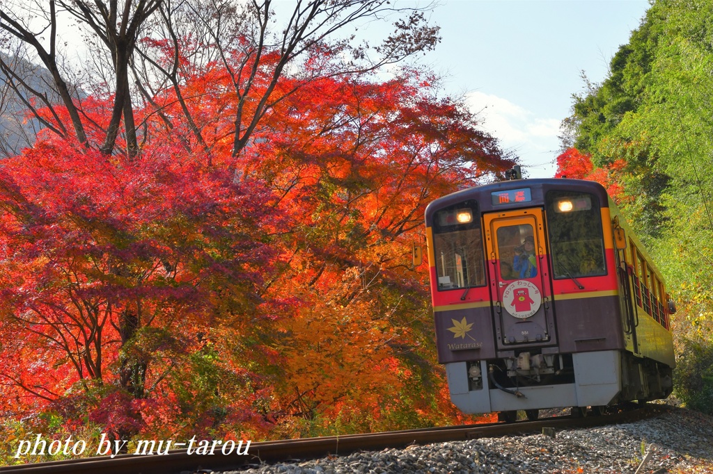 トロッコもみじ号