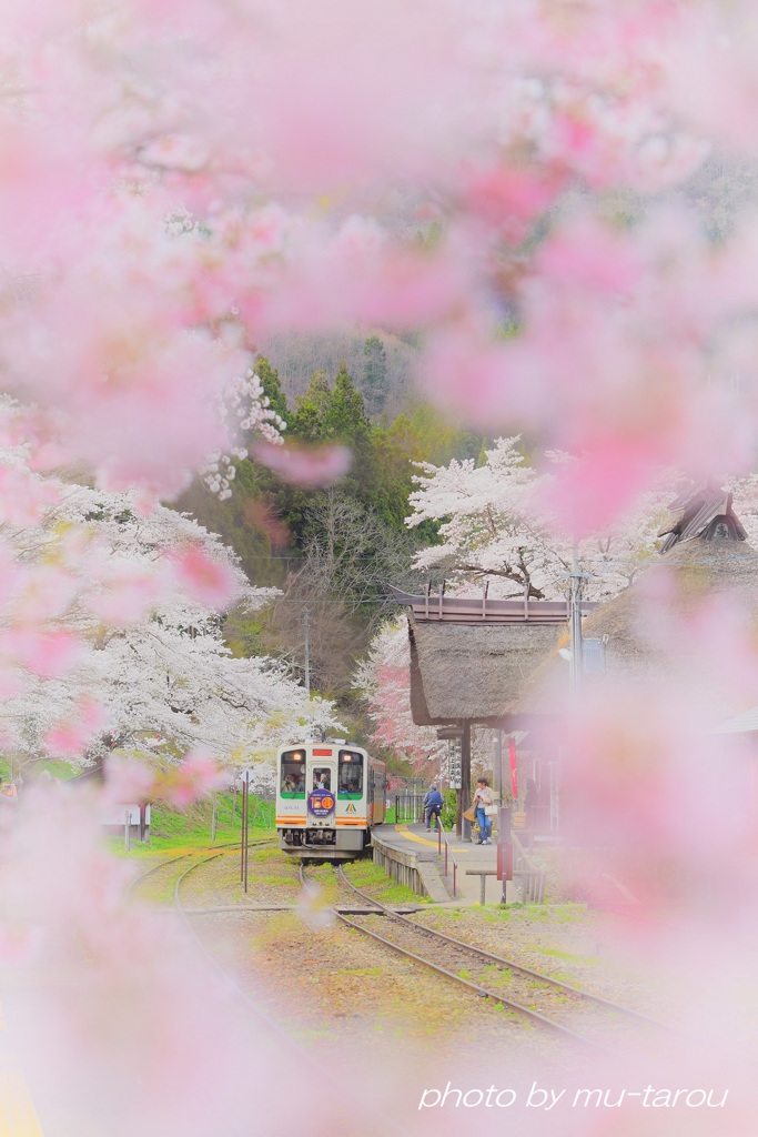 湯野上、桜の驛