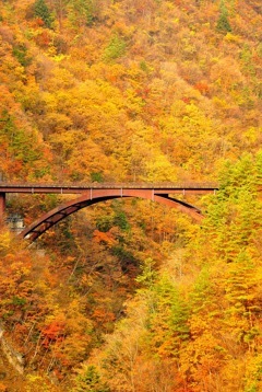 秋橋