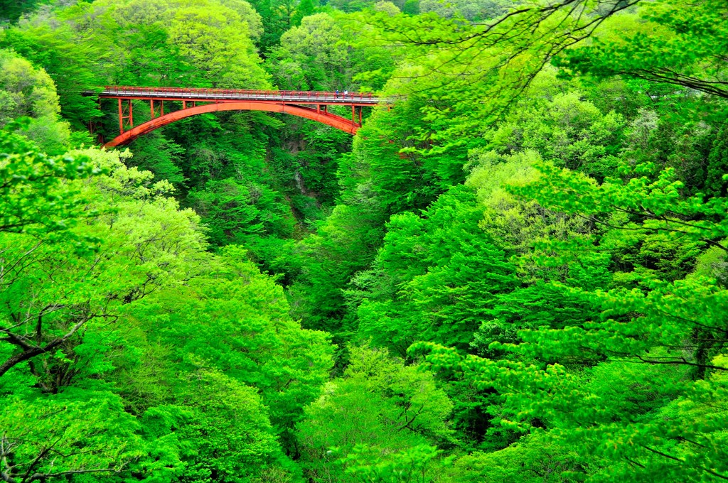 緑の橋