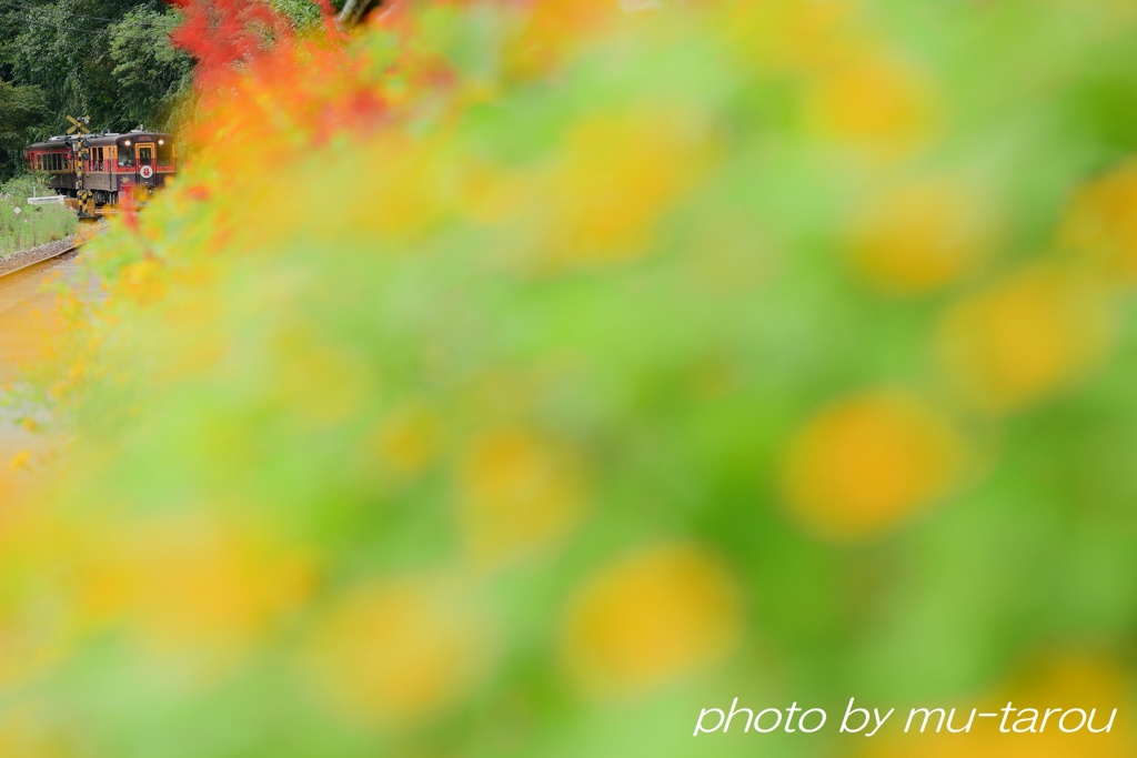 花潜