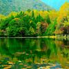 湯の湖、緑の紅葉。
