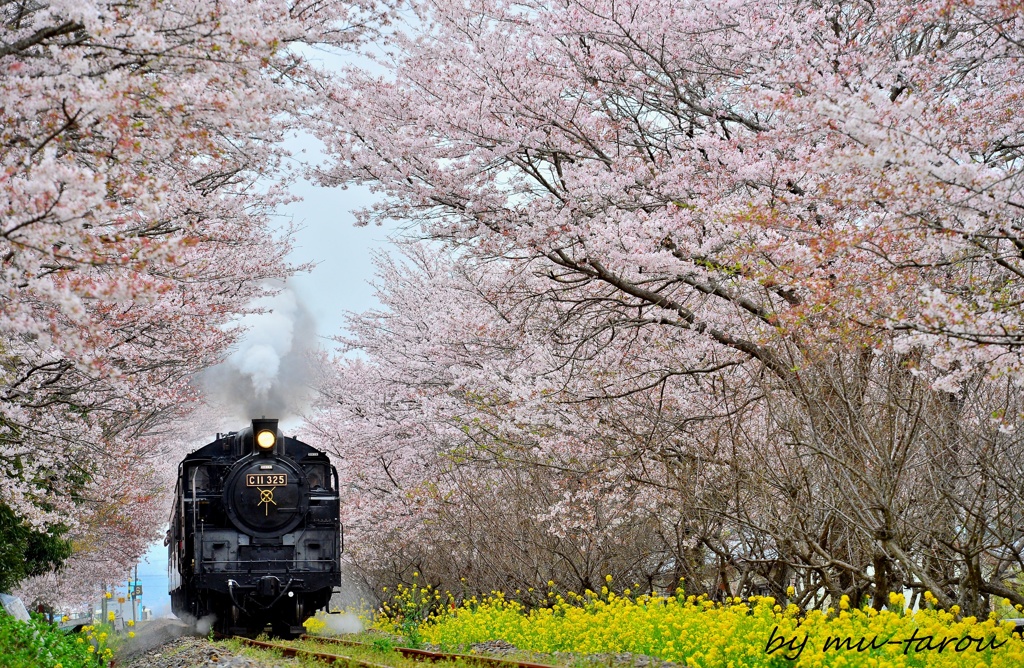 SAKURAトンネル