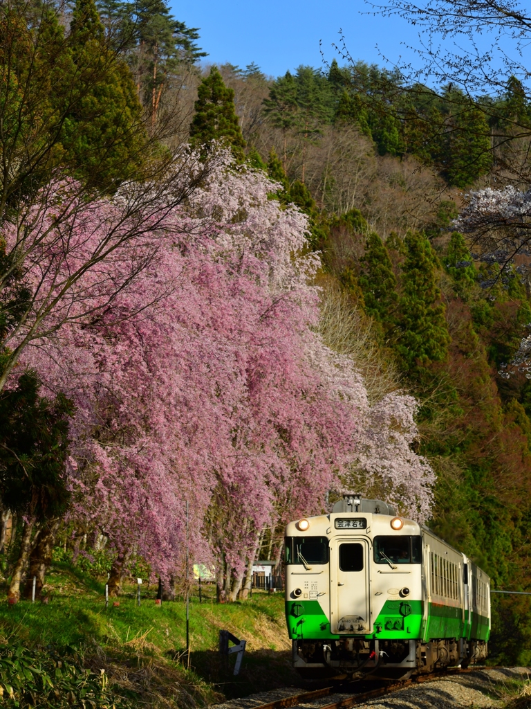 枝垂れキハ　part2