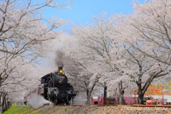 SAKURA 祭り