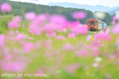 秋桜坂を上るのです