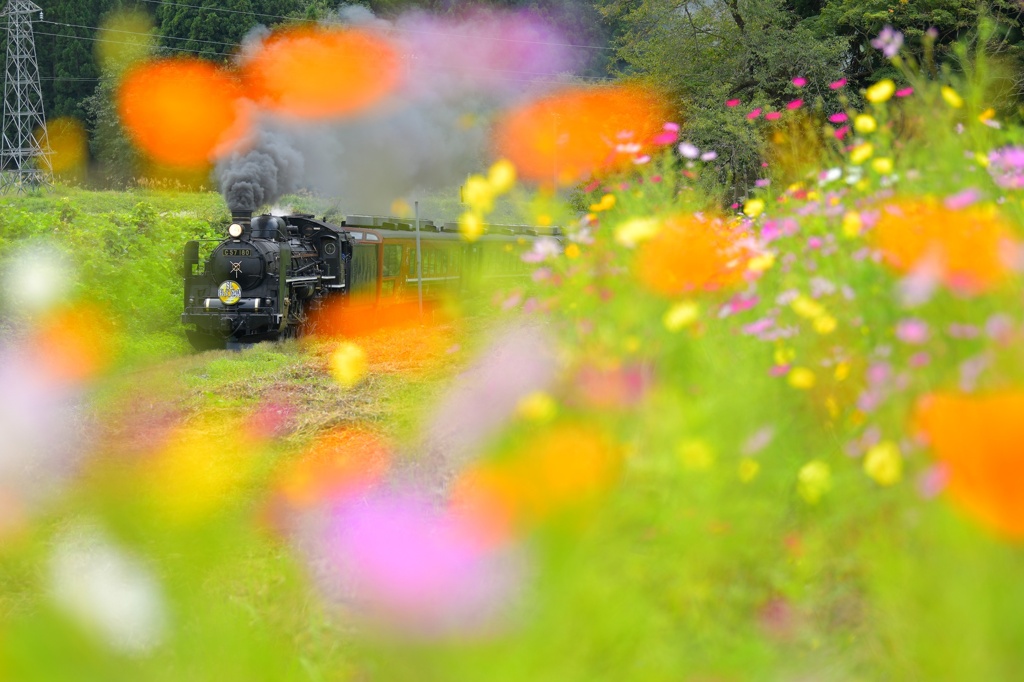 お花の国の蒸気さん