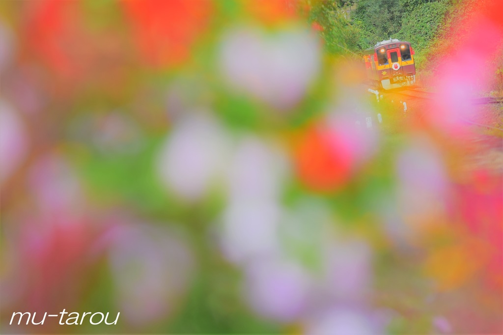 撮り鉄純情物語