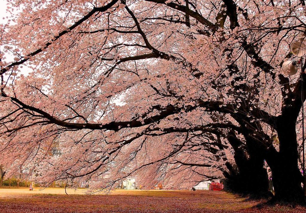 桜の傘、伊奈無線山。