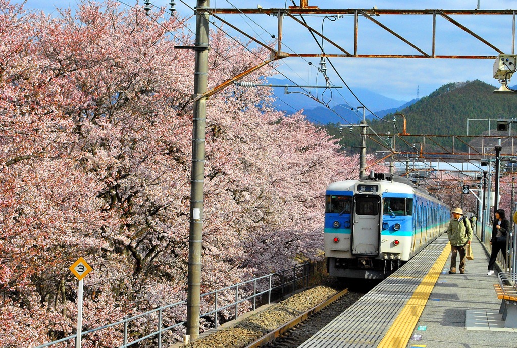 甚六桜。