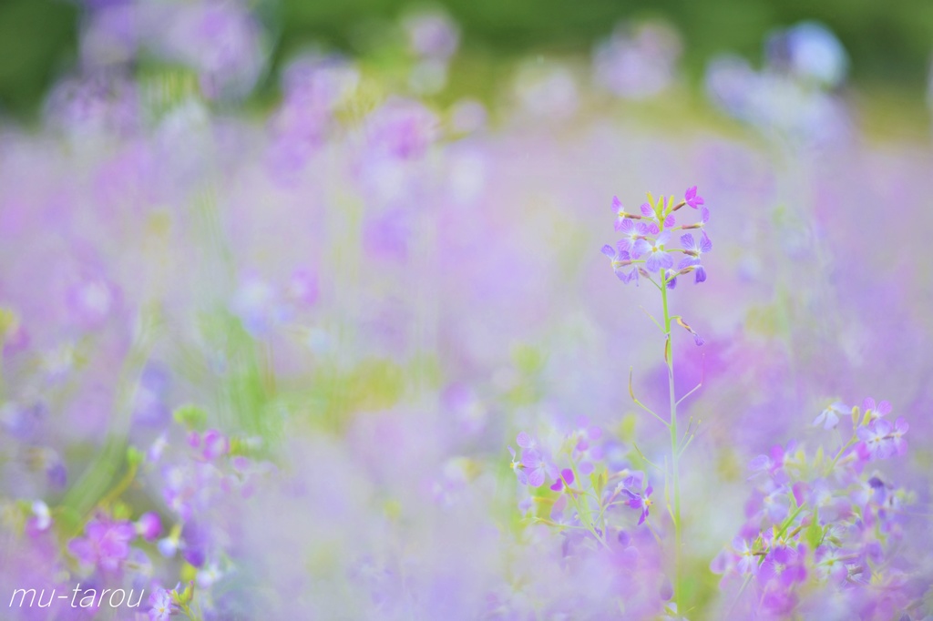 大根の花