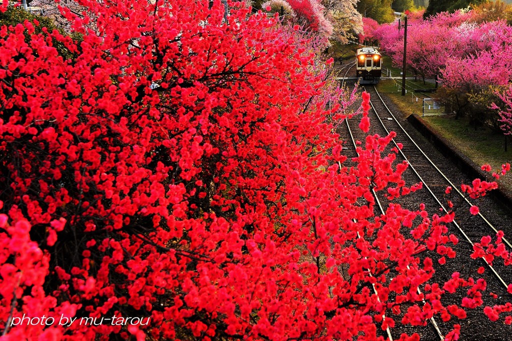 わたらせ RED