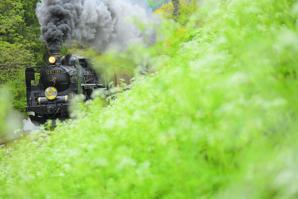 山人参の花咲く谷