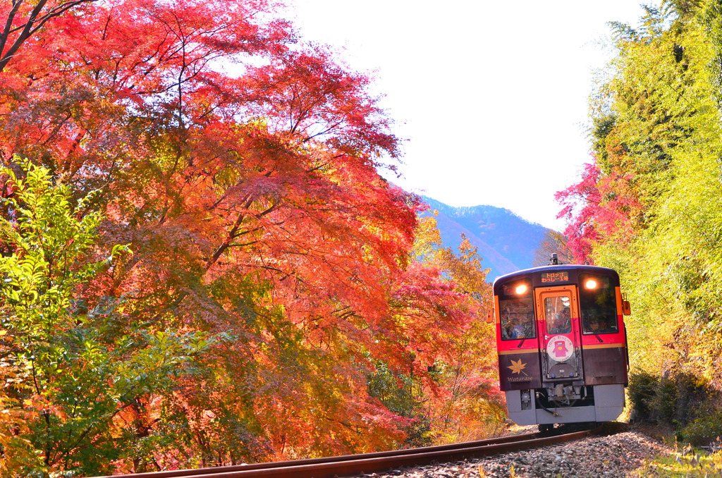 わっしー号、「紅」に染まる。