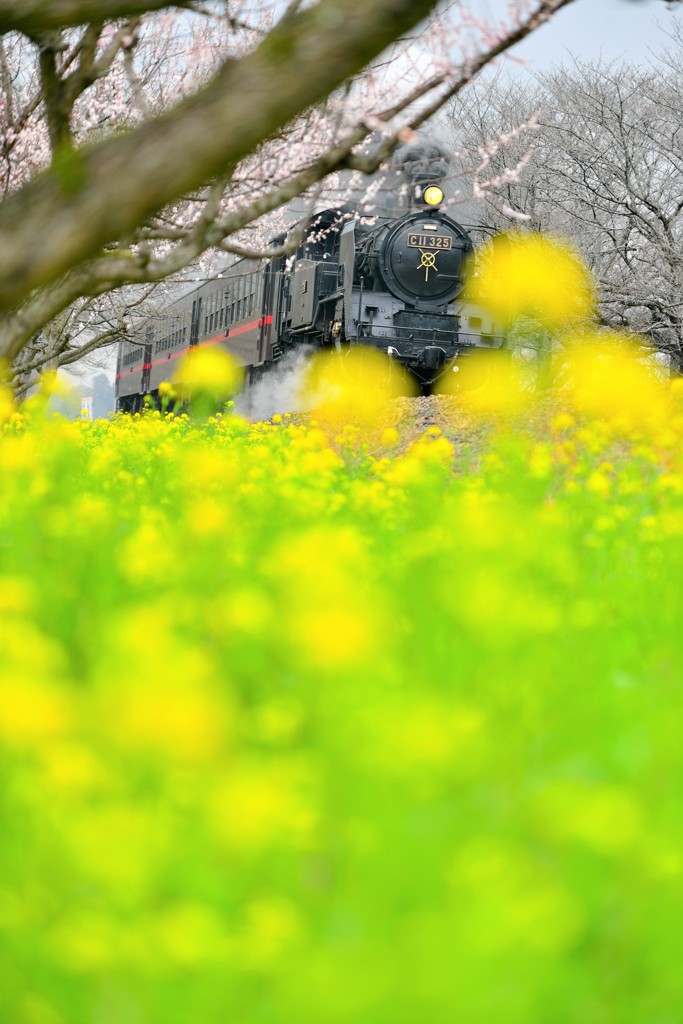 まんまる菜の花