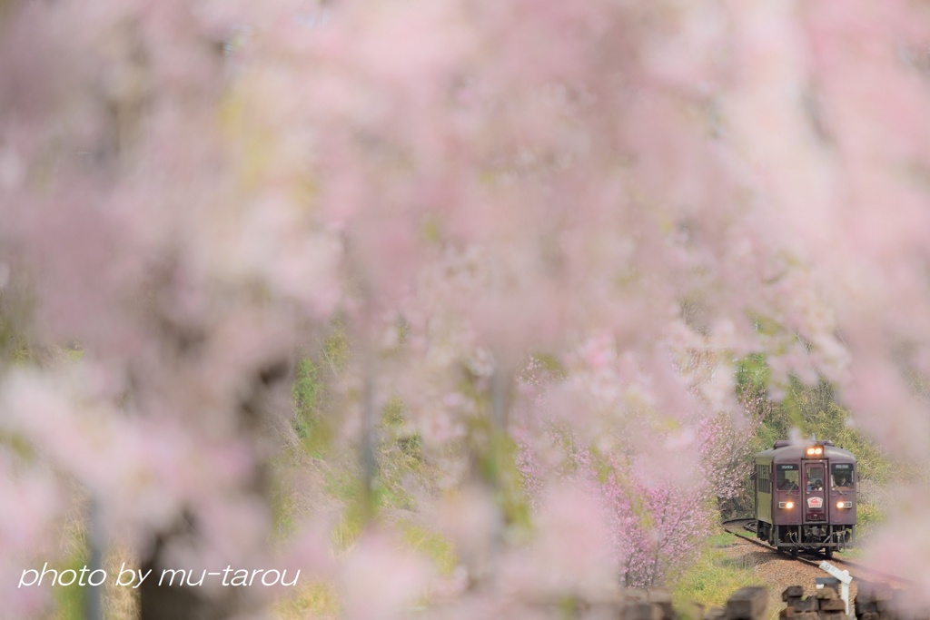 桜カーテン、はらり