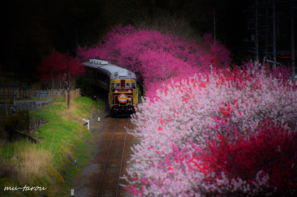 花桃ストレート 2017