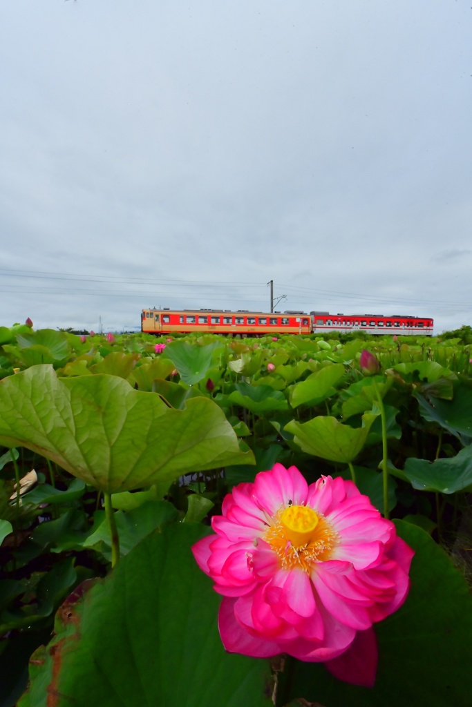 極楽浄土 2019