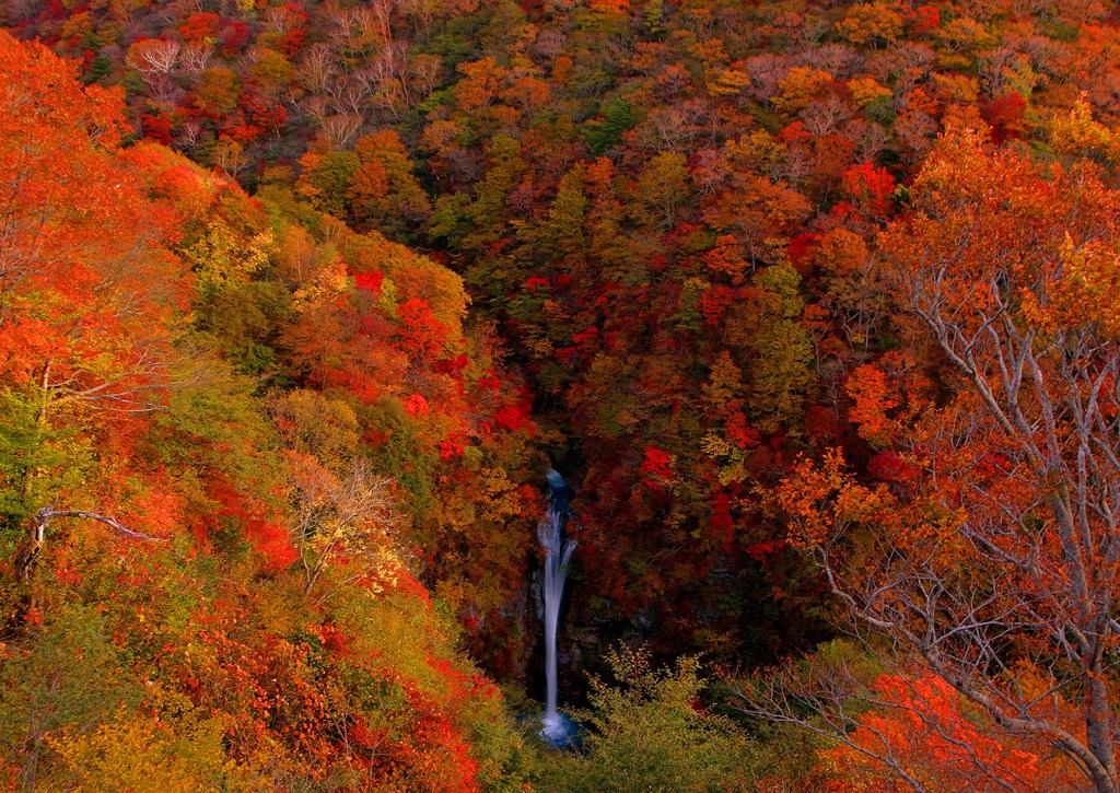 The 紅葉滝