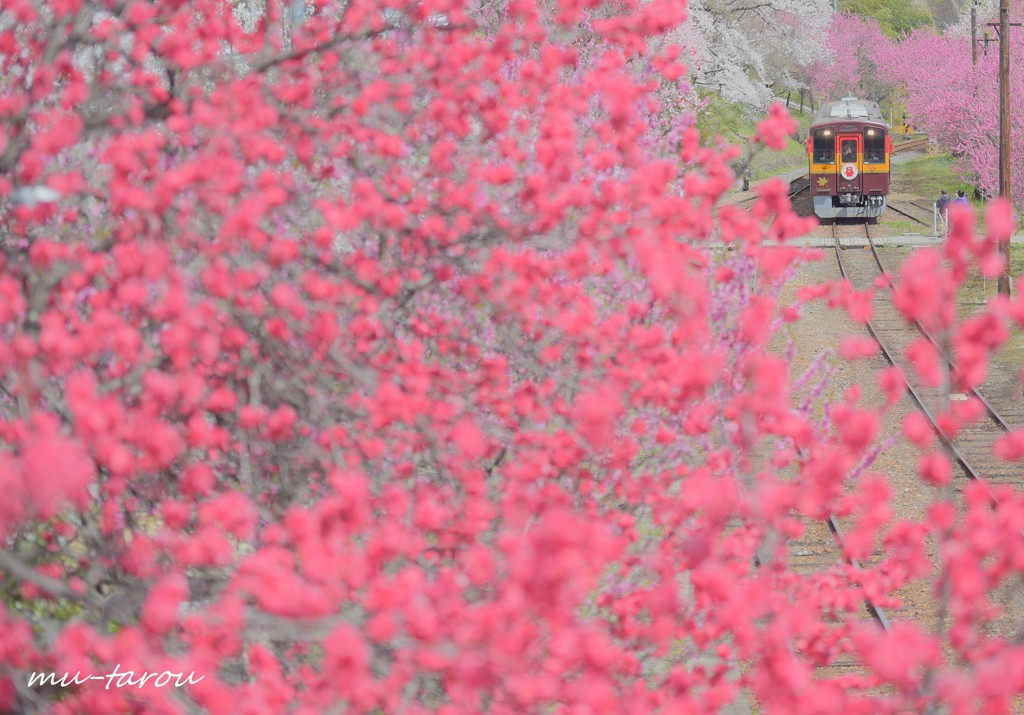 pink world