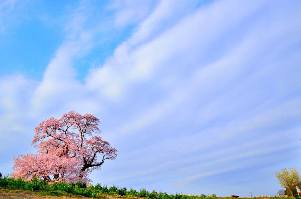 塩ノ崎の大桜　part2。