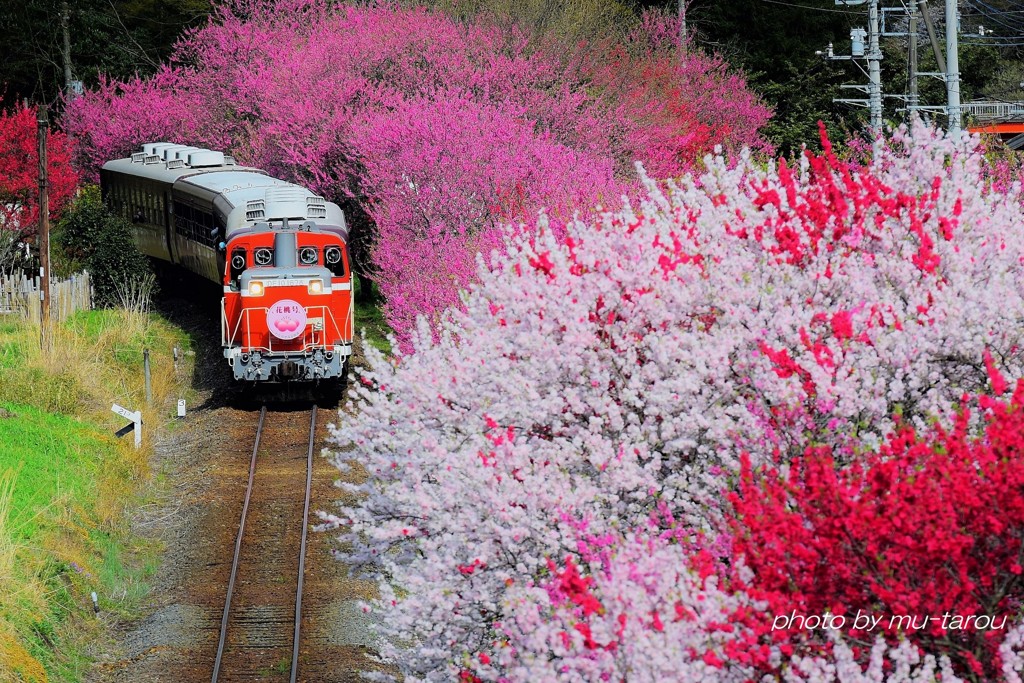花桃カーブ 2018