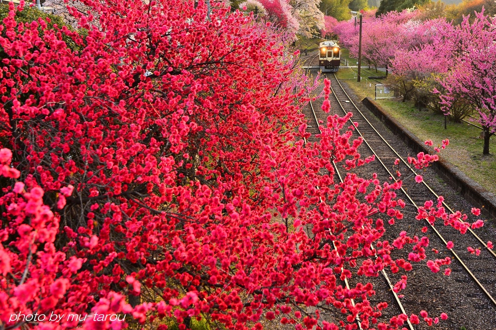 わたらせ RED 改訂版