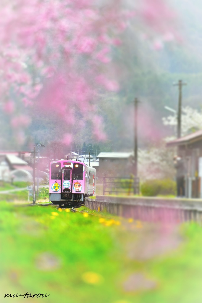 春、旅、会津 !