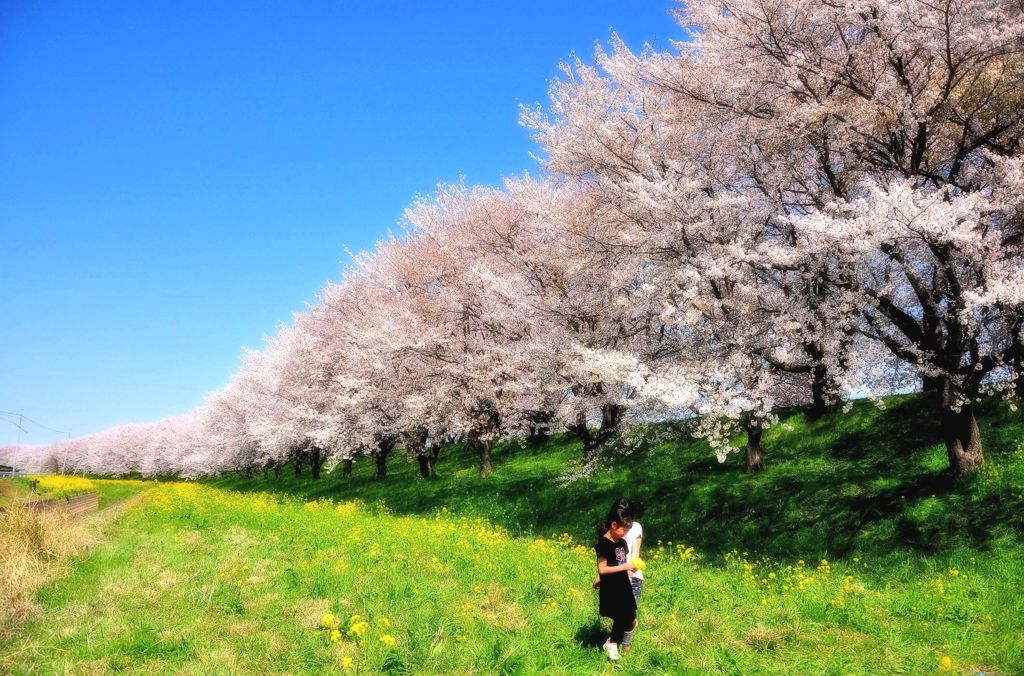 今年のさくら堤公園。