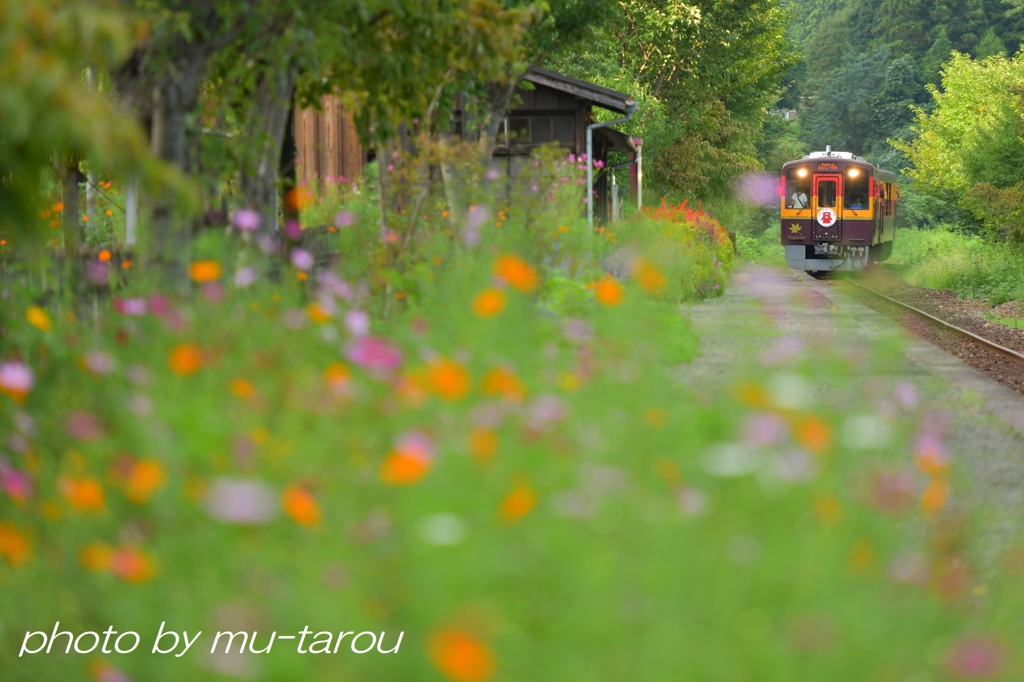 Kamikanbai autumn color