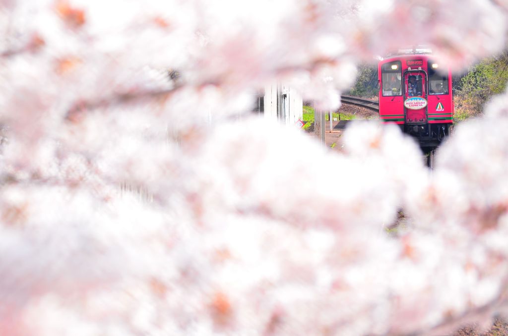 AIZUマウント、桜の海の中。