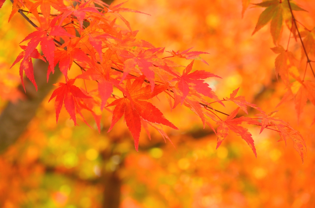 もみじ、群馬県上野村にて。