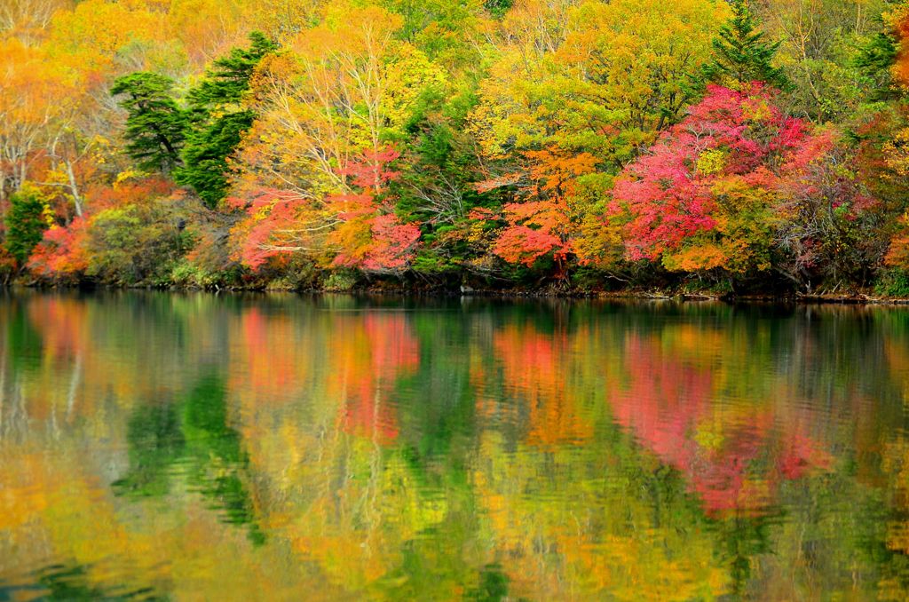 湯ノ湖、黄葉。