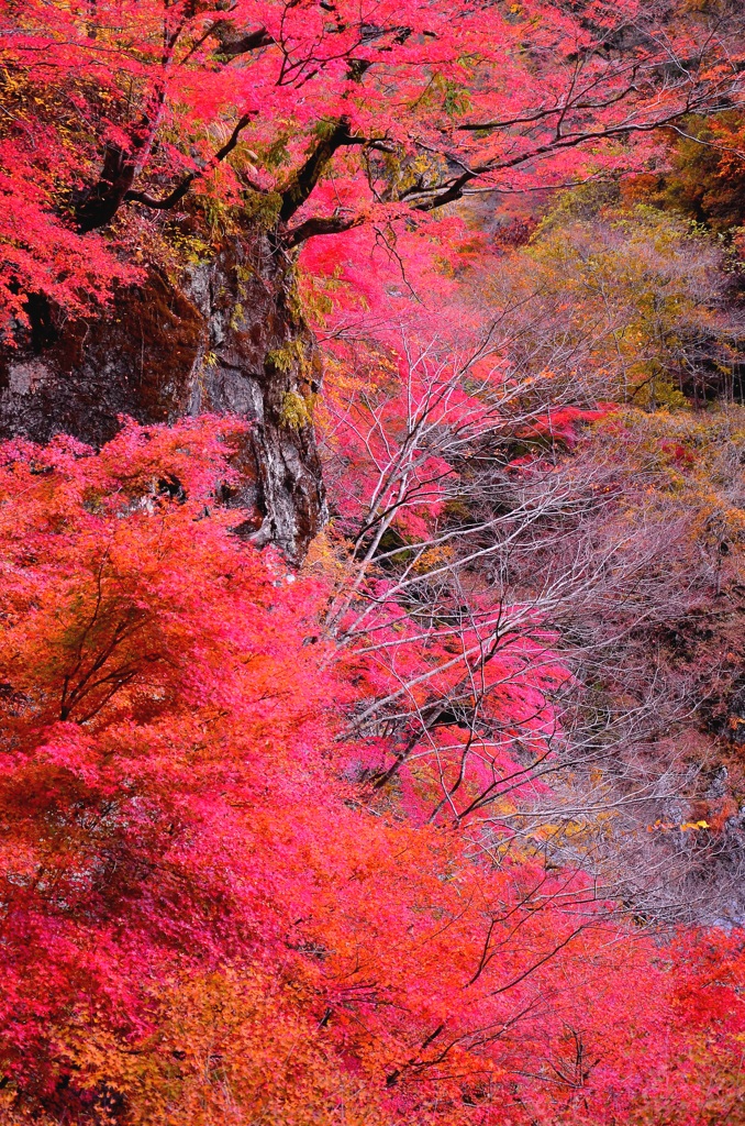 崖に生える紅の花。