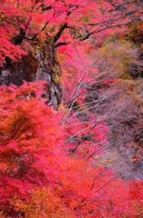 崖に生える紅の花。