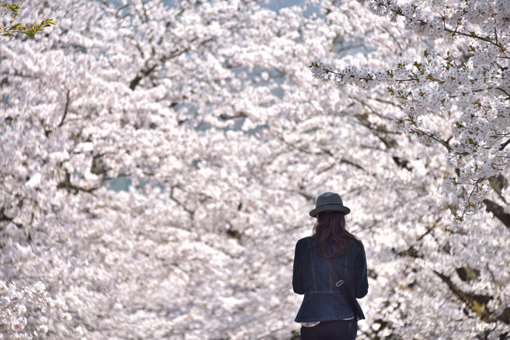 桜眺める人