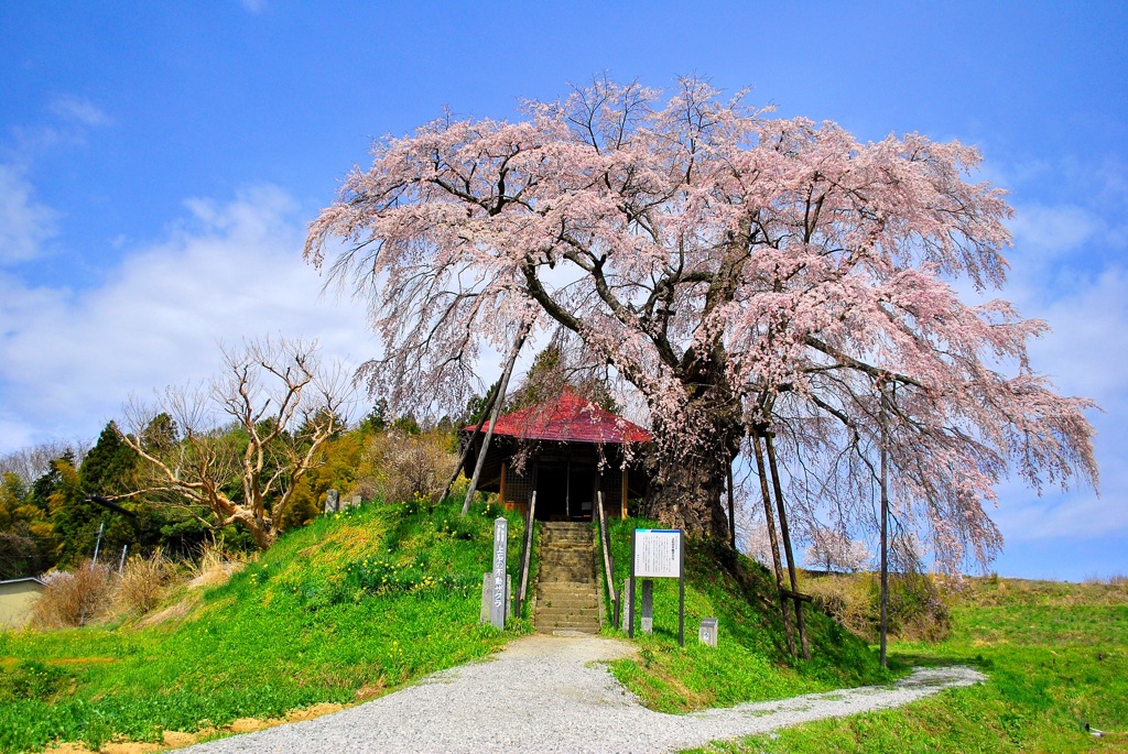 不動桜　part1