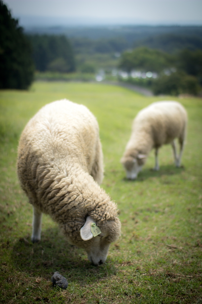 Sheep