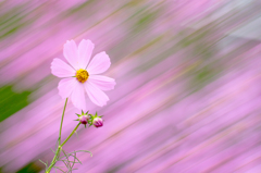Cosmos shower