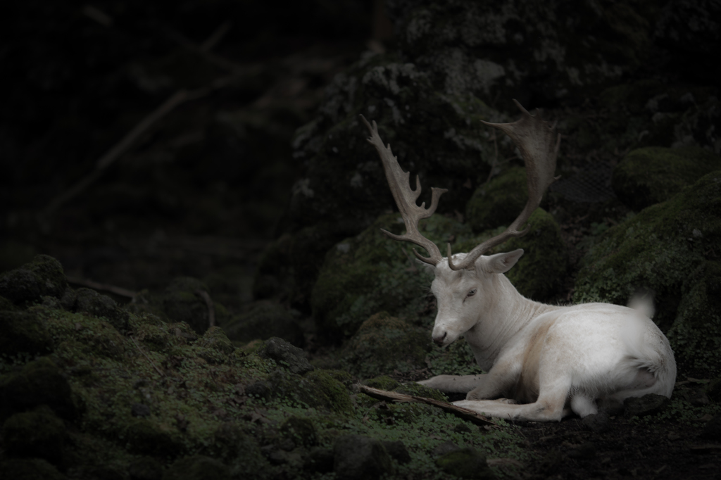white deer
