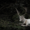 white deer