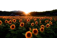 ひまわり畑の夕日