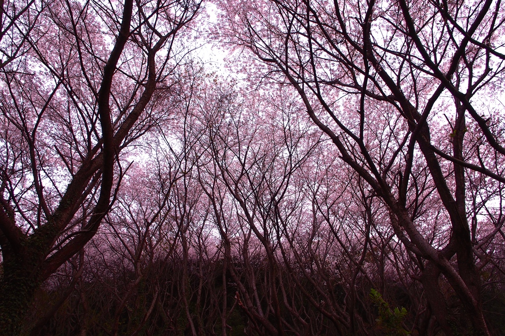 桜の杜